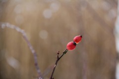 IMG_3909