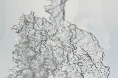 IMG_3952