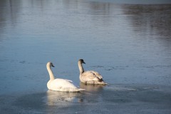IMG_4006