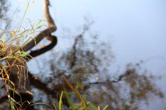 IMG_3203