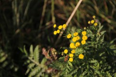 IMG_3287
