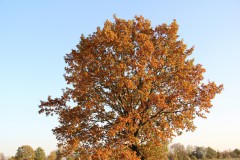 IMG_3316