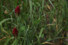 IMG_7971