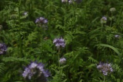 IMG_7975