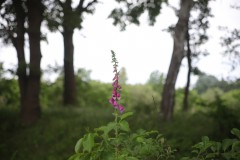 IMG_8008