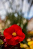 IMG_4588