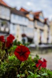 IMG_4589