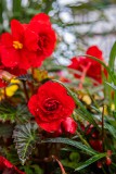IMG_4591