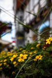 IMG_4592