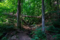 IMG_6225