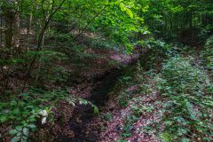 IMG_6228