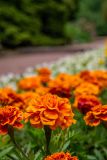 IMG_6103