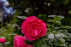 IMG_6110