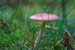 DSC00517