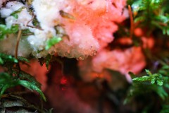 DSC00525