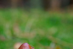 DSC00547