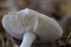 IMG_9333