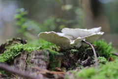 IMG_9351