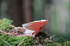 IMG_9379