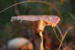IMG_9459