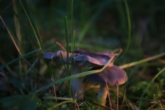 IMG_9671
