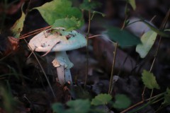 IMG_9673
