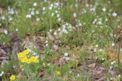 IMG_1421