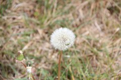 IMG_1422