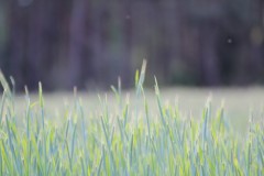 IMG_1488