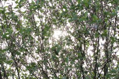 IMG_1495