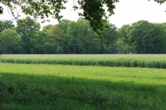 IMG_1500