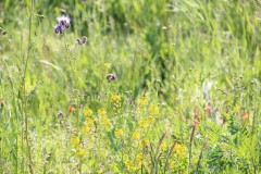 IMG_1547