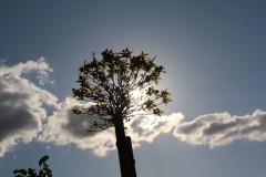 IMG_1567