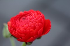 IMG_1297