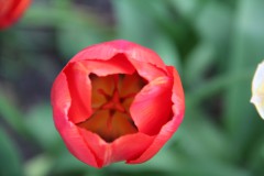 IMG_1521