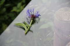 IMG_9725
