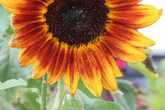 IMG_2898