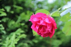 IMG_2904