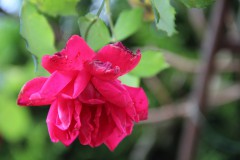 IMG_2905