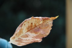 IMG_2907