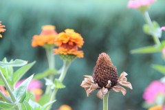 IMG_2918