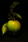 IMG_6519