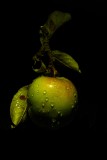 IMG_6520
