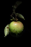IMG_6524