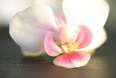 Orchidee