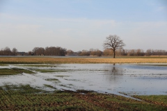 IMG_4527