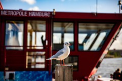 IMG_6871