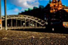 IMG_6901