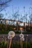 IMG_0895
