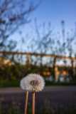 IMG_0896